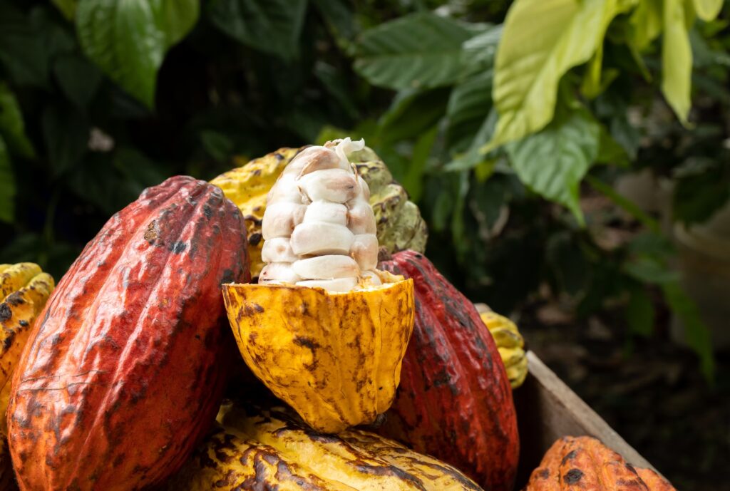 Propiedades del cacao como superalimento